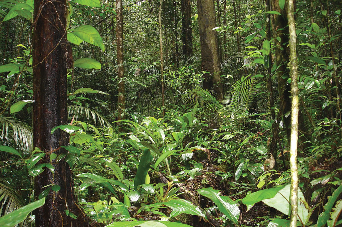 Guiana Amazonian Park A Jewel of Biodiversity & Cultural Heritage